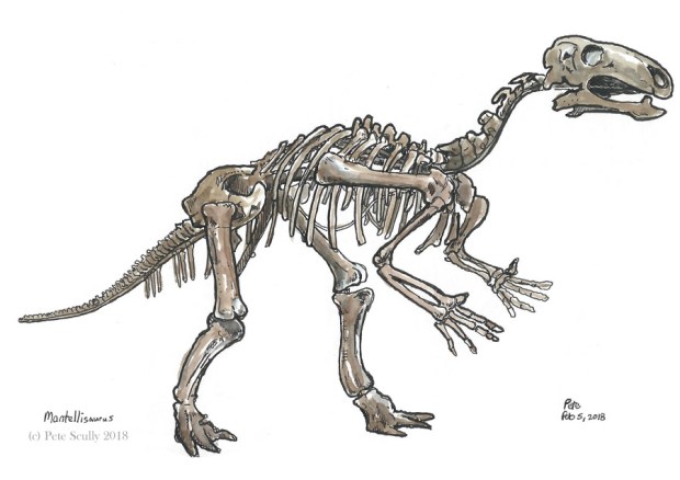 NHM mantellisaurus 2018 sm