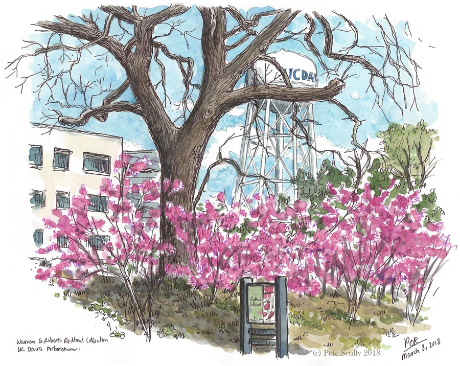 Redbuds Arboretum Mar 2018 sm