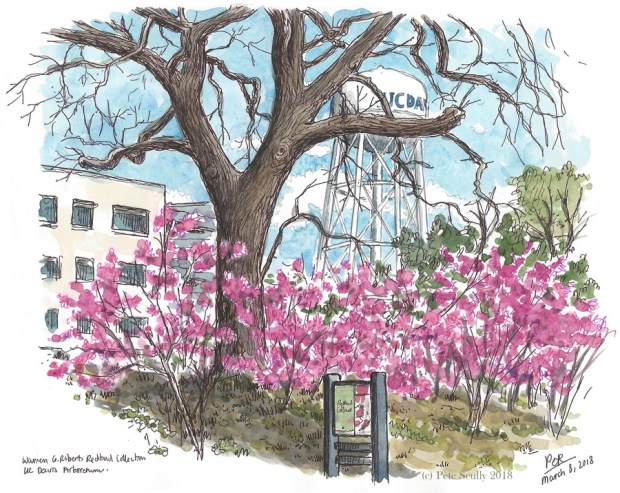 Redbuds Arboretum Mar 2018 sm